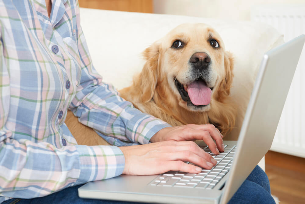 person on a laptop with happy dog in background
